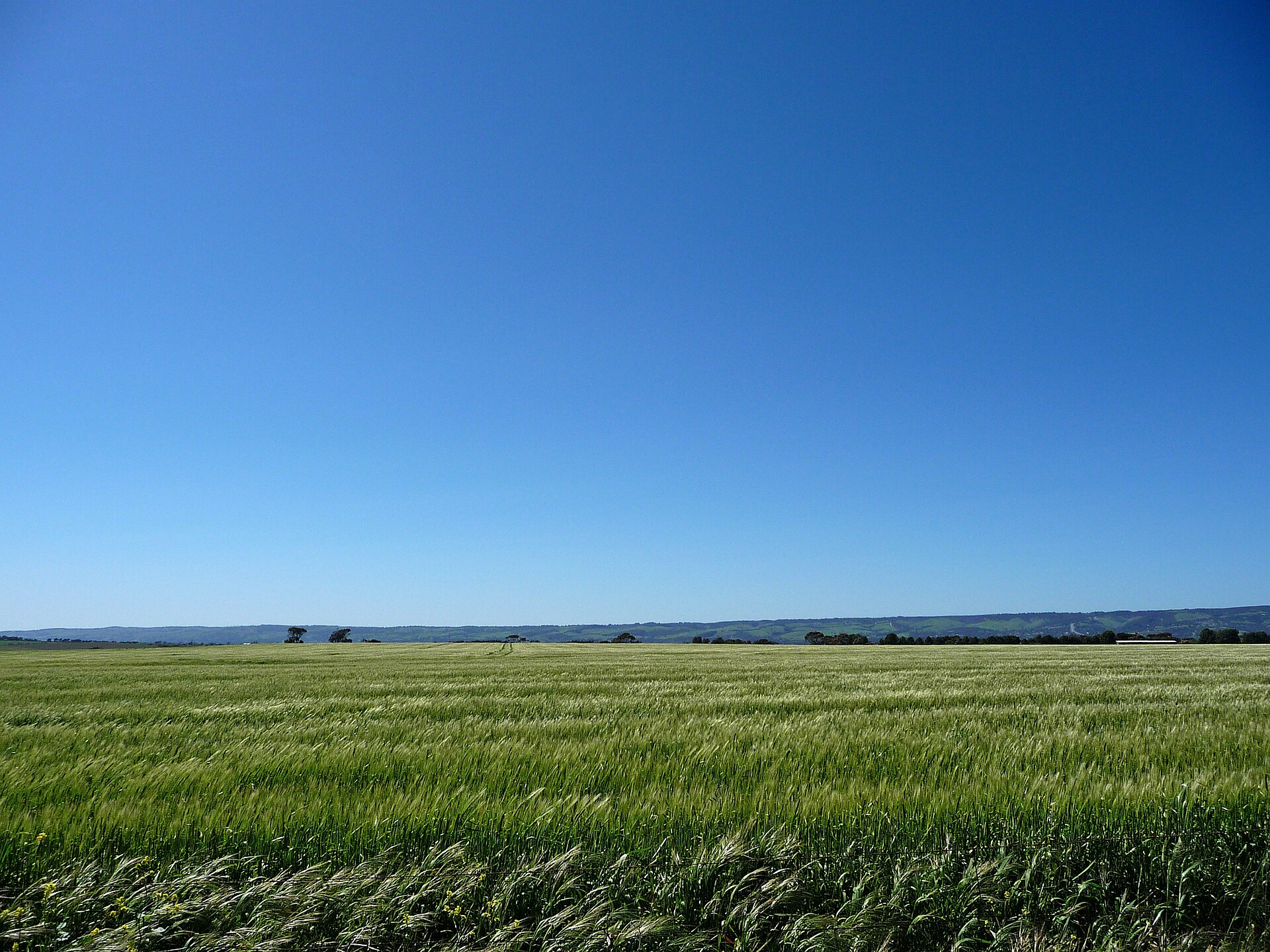 A taste of the Yorke: grain, grapes and salt water